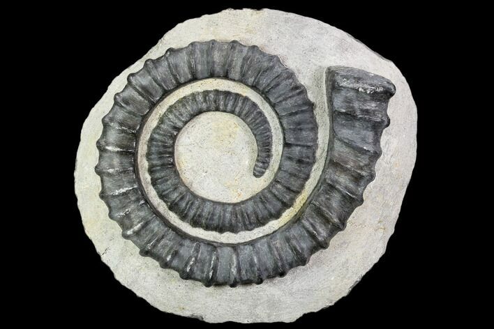 Devonian Ammonite (Anetoceras) - Morocco #110670